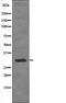 Mannose Binding Lectin 2 antibody, PA5-64687, Invitrogen Antibodies, Western Blot image 