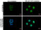 Cyclic AMP-dependent transcription factor ATF-3 antibody, GTX129120, GeneTex, Immunocytochemistry image 