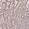 Family With Sequence Similarity 13 Member A antibody, HPA038108, Atlas Antibodies, Immunohistochemistry frozen image 