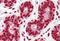 Histone H2B antibody, MBS242048, MyBioSource, Immunohistochemistry frozen image 