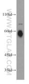 Regulator Of MON1-CCZ1 antibody, 20111-1-AP, Proteintech Group, Western Blot image 