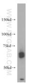 Cell Division Cycle 45 antibody, 15678-1-AP, Proteintech Group, Western Blot image 