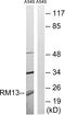 Mitochondrial Ribosomal Protein L13 antibody, LS-B9682, Lifespan Biosciences, Western Blot image 