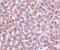 Perilipin-3 antibody, PA5-20273, Invitrogen Antibodies, Immunohistochemistry frozen image 