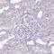 Plexin B3 antibody, HPA048046, Atlas Antibodies, Immunohistochemistry frozen image 