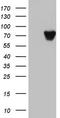Heterogeneous nuclear ribonucleoprotein M antibody, TA803305AM, Origene, Western Blot image 