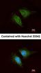 Angiopoietin 2 antibody, orb18004, Biorbyt, Immunofluorescence image 