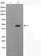 DIRAS Family GTPase 1 antibody, orb226640, Biorbyt, Western Blot image 