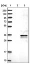 Presenilin Associated Rhomboid Like antibody, NBP1-80878, Novus Biologicals, Western Blot image 