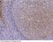 Cystatin A antibody, 10479-MM01, Sino Biological, Immunohistochemistry frozen image 