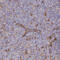 FCH Domain Only 2 antibody, HPA037685, Atlas Antibodies, Immunohistochemistry frozen image 