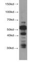 FLICE antibody, FNab01294, FineTest, Western Blot image 