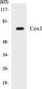 Prostaglandin-Endoperoxide Synthase 1 antibody, EKC1136, Boster Biological Technology, Western Blot image 