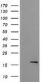 Growth arrest and DNA damage-inducible protein GADD45 gamma antibody, TA505494, Origene, Western Blot image 