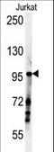 Sperm-associated antigen 1 antibody, LS-C161421, Lifespan Biosciences, Western Blot image 