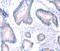 Arylacetamide Deacetylase antibody, MBS2521562, MyBioSource, Immunohistochemistry paraffin image 