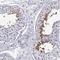 Calcium-binding and spermatid-specific protein 1 antibody, NBP2-33750, Novus Biologicals, Immunohistochemistry frozen image 
