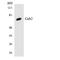 GRB2 Associated Binding Protein 2 antibody, LS-B12487, Lifespan Biosciences, Western Blot image 