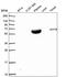 Nuclear Prelamin A Recognition Factor antibody, PA5-65754, Invitrogen Antibodies, Western Blot image 