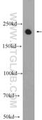 Signal Induced Proliferation Associated 1 Like 1 antibody, 25086-1-AP, Proteintech Group, Western Blot image 