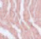 Leucine Zipper Like Transcription Regulator 1 antibody, 5621, ProSci, Immunohistochemistry frozen image 