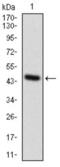 Glycoprotein Nmb antibody, abx015876, Abbexa, Western Blot image 