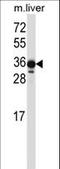 LIM Zinc Finger Domain Containing 2 antibody, LS-C165781, Lifespan Biosciences, Western Blot image 