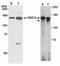 Structural maintenance of chromosomes protein 2 antibody, ab10412, Abcam, Western Blot image 