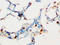 Suppressor Of Cytokine Signaling 1 antibody, AP23370PU-N, Origene, Immunohistochemistry frozen image 