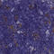 C-C chemokine receptor type 8 antibody, HPA042383, Atlas Antibodies, Immunohistochemistry frozen image 