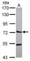 CTTNBP2 N-Terminal Like antibody, NBP2-16032, Novus Biologicals, Western Blot image 