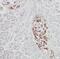 Nitrilase 1 antibody, FNab05741, FineTest, Immunohistochemistry paraffin image 