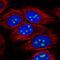 DENN Domain Containing 4A antibody, HPA065343, Atlas Antibodies, Immunofluorescence image 