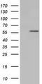 Kelch Like Family Member 2 antibody, TA501618, Origene, Western Blot image 