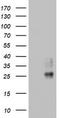 Granulophysin antibody, TA802840S, Origene, Western Blot image 