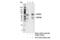 Protein Tyrosine Phosphatase Non-Receptor Type 5 antibody, 4396S, Cell Signaling Technology, Immunoprecipitation image 