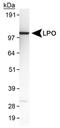 Lactoperoxidase antibody, NB110-61572, Novus Biologicals, Western Blot image 
