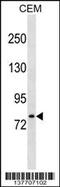 LON Peptidase N-Terminal Domain And Ring Finger 3 antibody, 59-385, ProSci, Western Blot image 