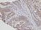 Protein FAN antibody, LS-C185559, Lifespan Biosciences, Immunohistochemistry paraffin image 