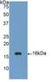 Neurotrophic factor antibody, LS-C301305, Lifespan Biosciences, Western Blot image 