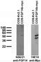 Fibroblast Growth Factor 14 antibody, 73-096, Antibodies Incorporated, Western Blot image 