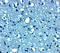 Vesicle Transport Through Interaction With T-SNAREs 1B antibody, A07432, Boster Biological Technology, Immunohistochemistry frozen image 