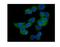 Rac Family Small GTPase 1 antibody, PB9431, Boster Biological Technology, Immunofluorescence image 