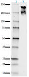 Neurofilament H & M (NF-H/NF-M), Phospho antibody, 835606, BioLegend, Western Blot image 