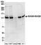 R3H Domain Containing 1 antibody, NBP2-41362, Novus Biologicals, Western Blot image 