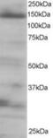 Eukaryotic Translation Initiation Factor 4E Nuclear Import Factor 1 antibody, MBS420001, MyBioSource, Western Blot image 