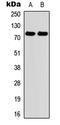 Myeloperoxidase antibody, LS-C356197, Lifespan Biosciences, Western Blot image 