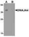 DnaJ Heat Shock Protein Family (Hsp40) Member A4 antibody, MBS153444, MyBioSource, Western Blot image 