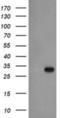 Exosome Component 3 antibody, NBP2-02070, Novus Biologicals, Western Blot image 
