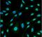 Heme Oxygenase 1 antibody, NBP2-59338, Novus Biologicals, Immunofluorescence image 